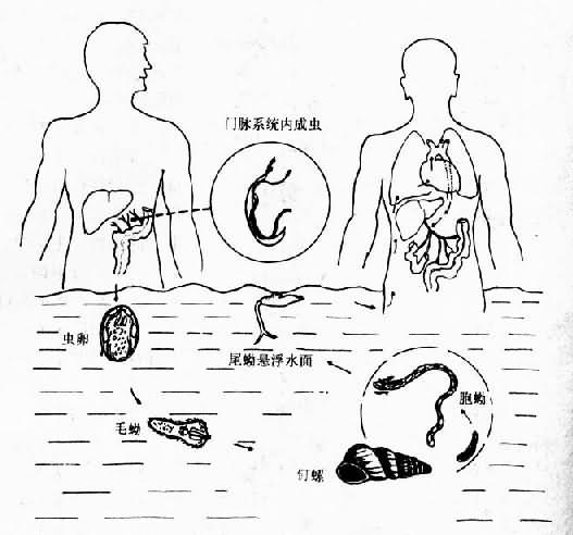 日本血吸虫生活史