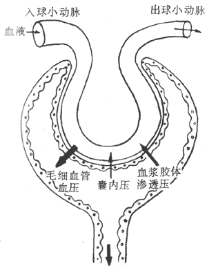 有效滤过示意图