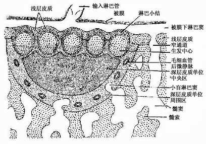 淋巴结浅层皮质及深层皮质单位示意图