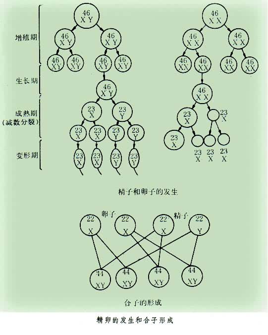 精卵的发生和合子形成示意图