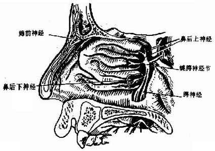 鼻腔神经分布