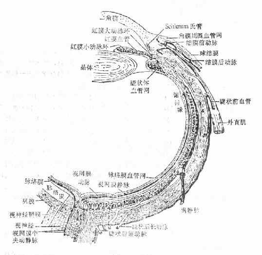 眼球血管分布