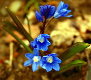 二叶绵枣儿 （Scilla bifolia）