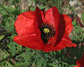 Red Poppy Papaver Flower Closeup 2049px.jpg