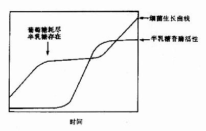 大肠杆菌二阶段生长现象