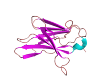 CD8Pretty.png