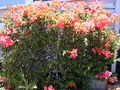 Starr 030702-0043 Bougainvillea x buttiana.jpg