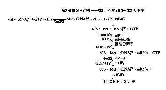 真核细胞翻译起始复合物的形成