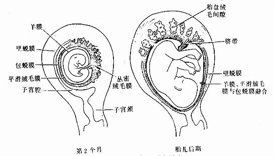 胎膜、蜕膜与胎盘