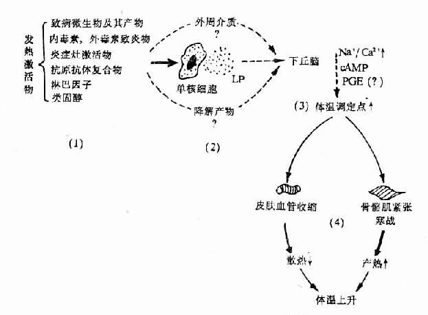 发热发病学基本环节示意图