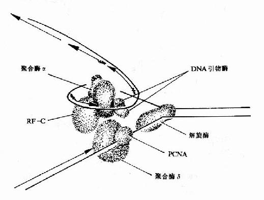 真核生物DNA复制叉结构示意图