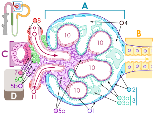 Renal corpuscle.svg