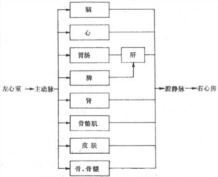 体循环各器官血管并联关系示意图