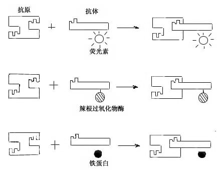 免疫细胞化学术示意图