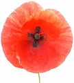 Poppy-closeup.jpg