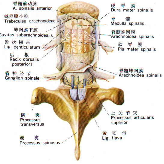 Glp8ifi2.jpg