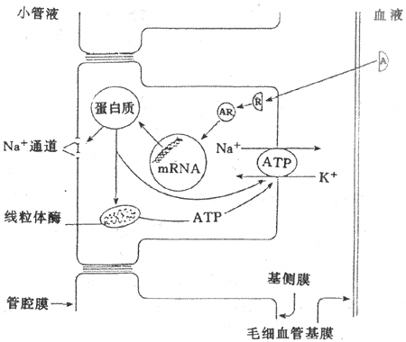 醛固酮作用机制的示意图