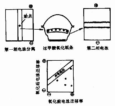 对角线电泳技术图解