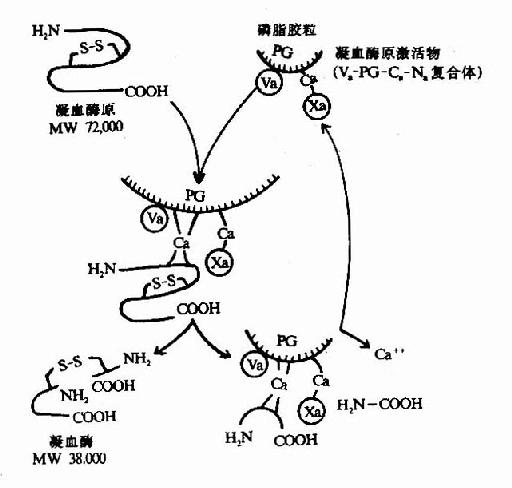 凝血酶的生成