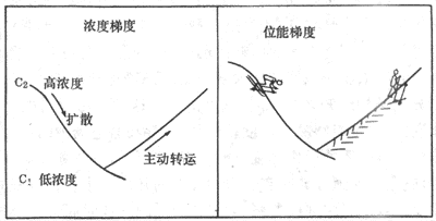 物质的主动转运和被动转运原理示意图