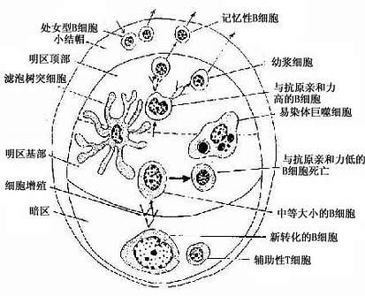 淋巴小结的细胞组成及相互关系示意图