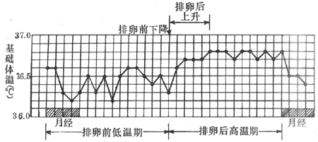 女子的基础体温曲线