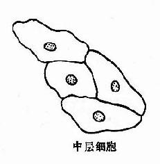 复层扁平（鳞状）上皮各层脱落细胞示意图