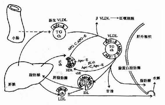 极低密度脂蛋白(VLDL)的代谢过程