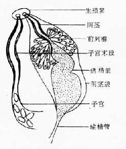 复殖吸虫成虫形态构造示意图