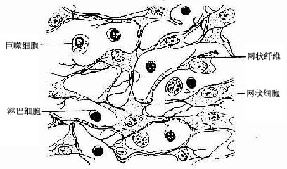 网状组织