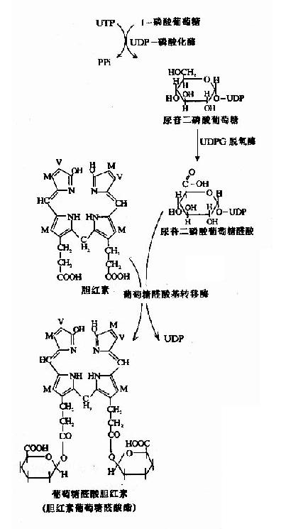 葡萄糖醛酸胆红素的生成