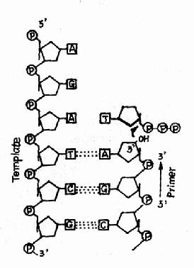 DNA 聚合酶的作用