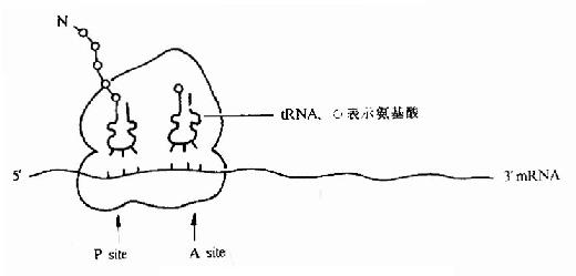 翻译过程中的核糖体图解