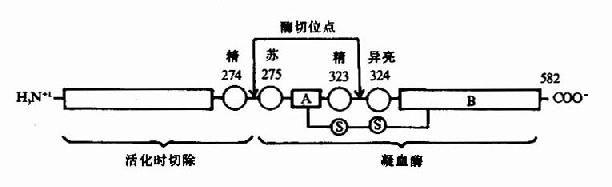 因子Xa激活凝血酶原示意图