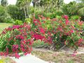 Bougainvillea spec-Cuba.jpg