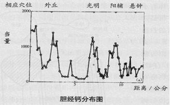 胆经钙分布图