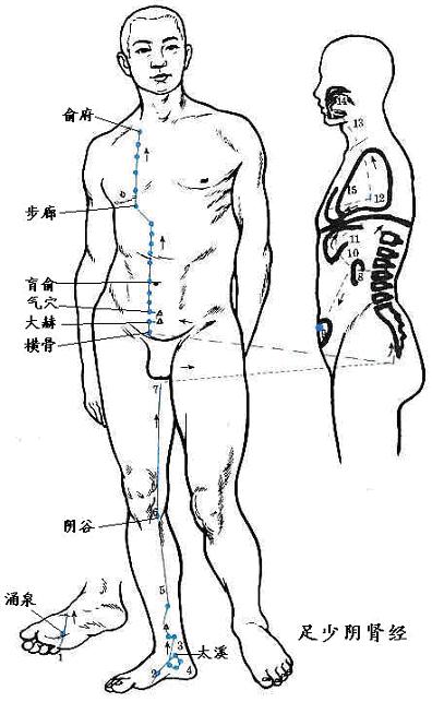 足少阴肾经