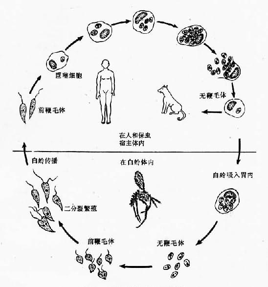 杜氏利什曼原虫生活史