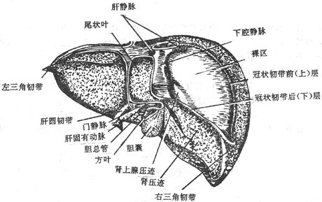 Glz532dg.jpg