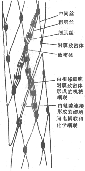 平骨肌内部结构和相互关系模式图