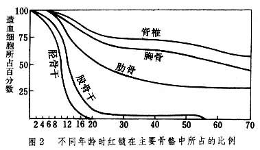 不同年龄时红髓在主要骨骼中所占的比例