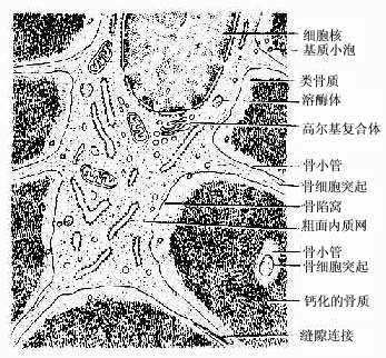 骨细胞超微结构模式图