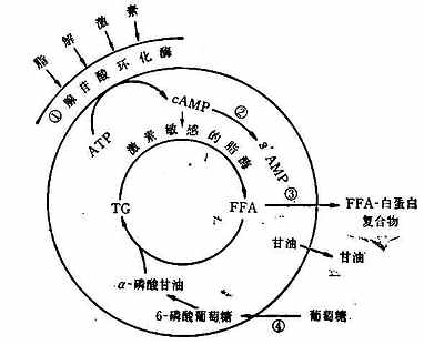 脂肪细胞中脂肪的动员