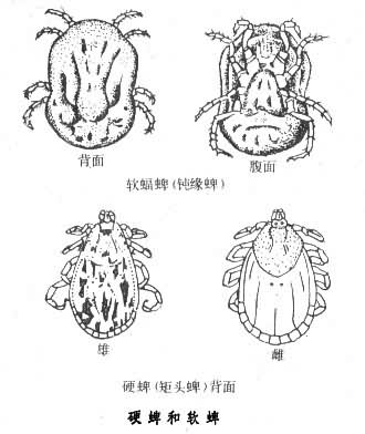 硬蜱和软蜱