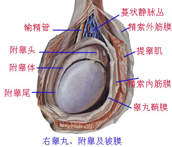 Glnoe93l.jpg