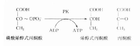 各型糖原贮积病的特征