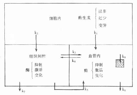 血清酶变化机制