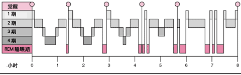 睡眠周期的时相