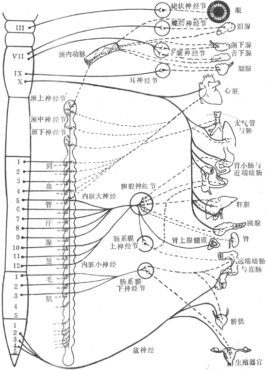 自主神经分布示意图