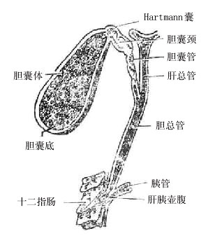 Glz53da3.jpg